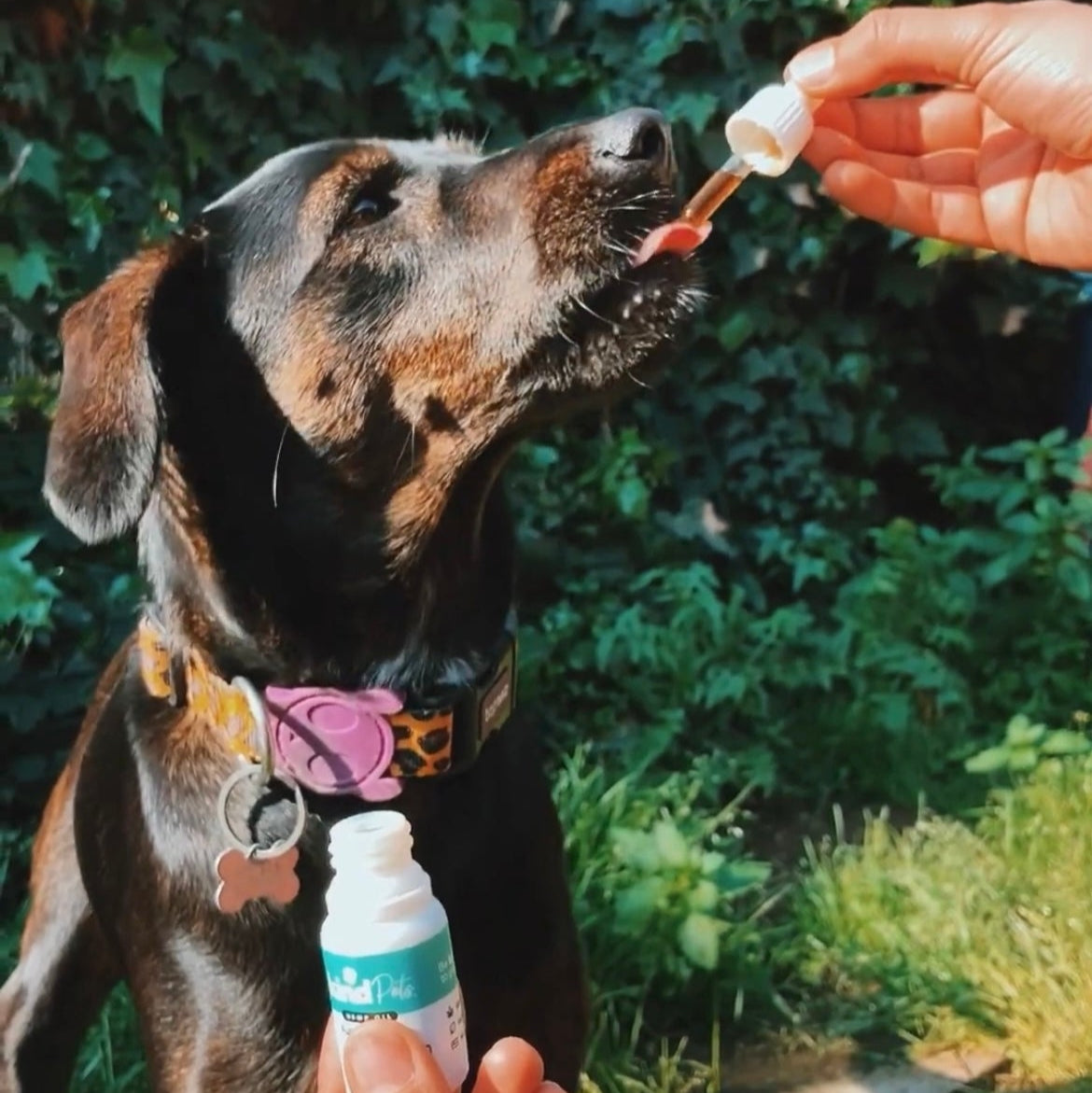 Aceite de CBD PETS - Calma y alivio para tu perrito