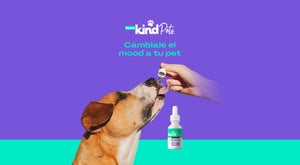 cbd mascotas dolor ansiedad cancer perros gatos marihuana cañamo hemp oil full spectrum