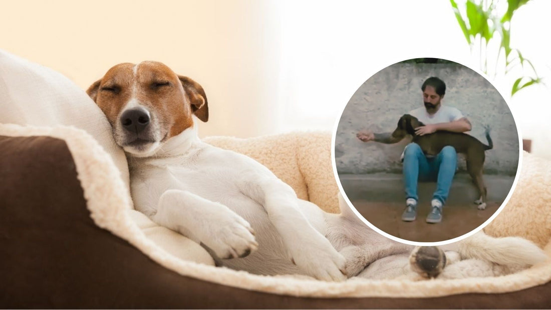 Ansiedad por Separación en Perros: Cómo el CBD Puede Ayudar - Kind