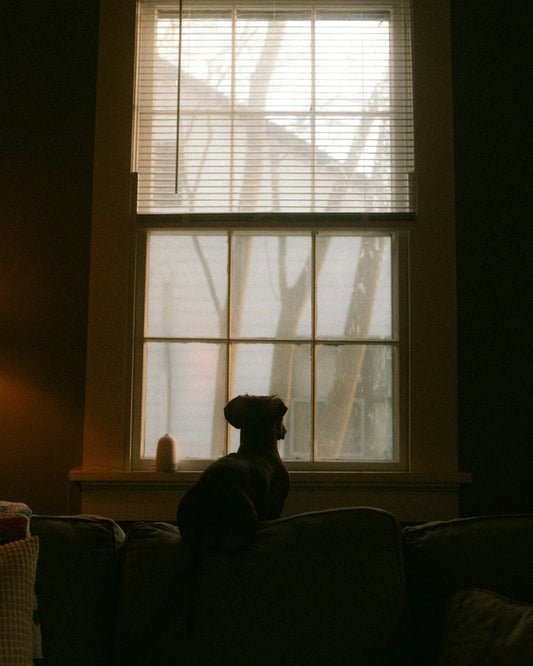 Perro esperando junto a la ventana con ansiedad por separación