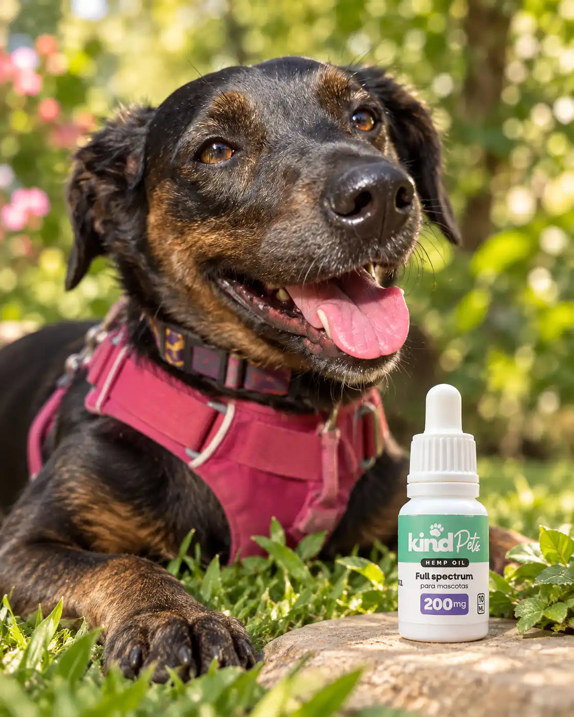 Aceite de CBD PETS - Calma y alivio para tu perrito