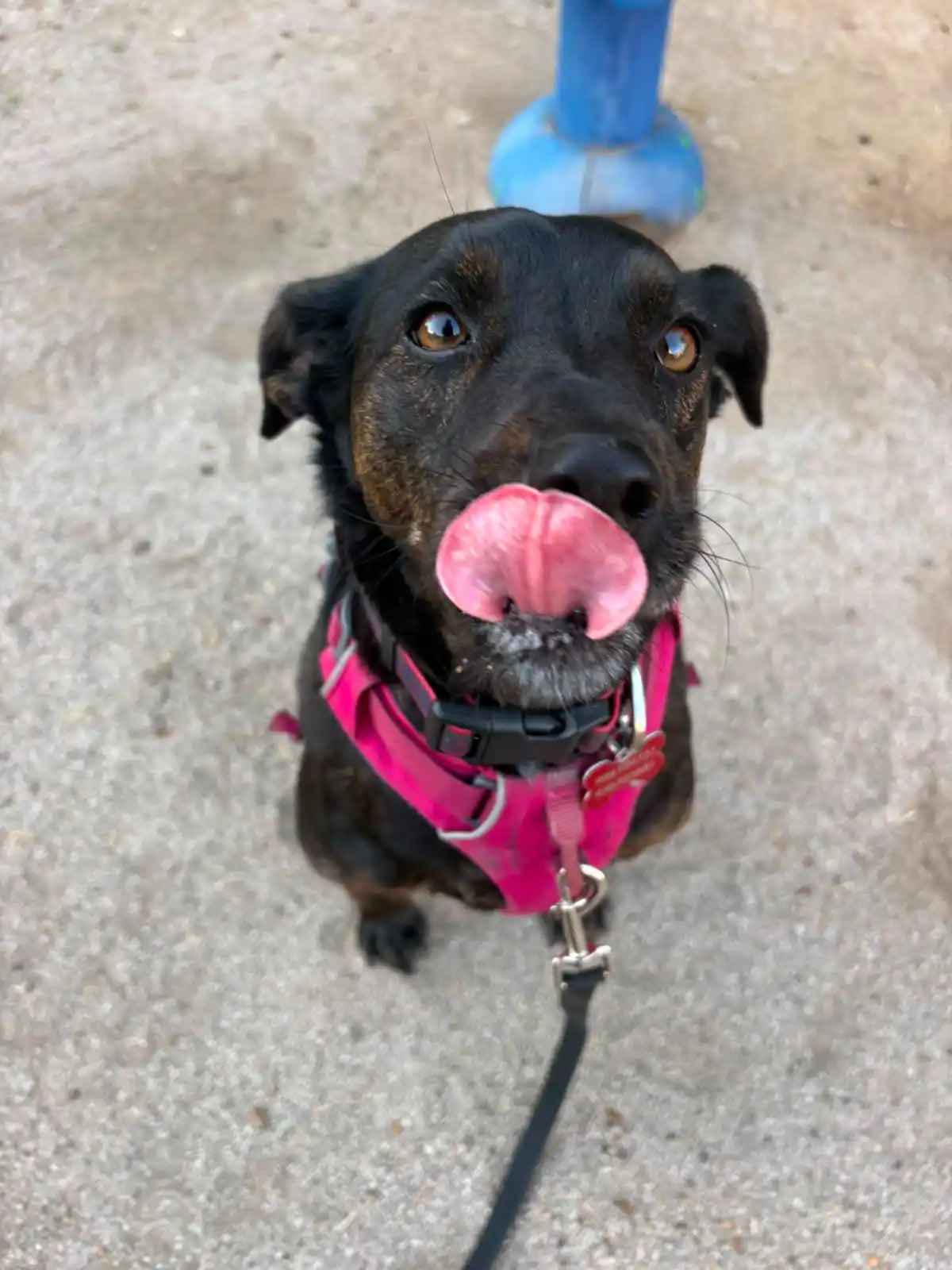 Mi mascota